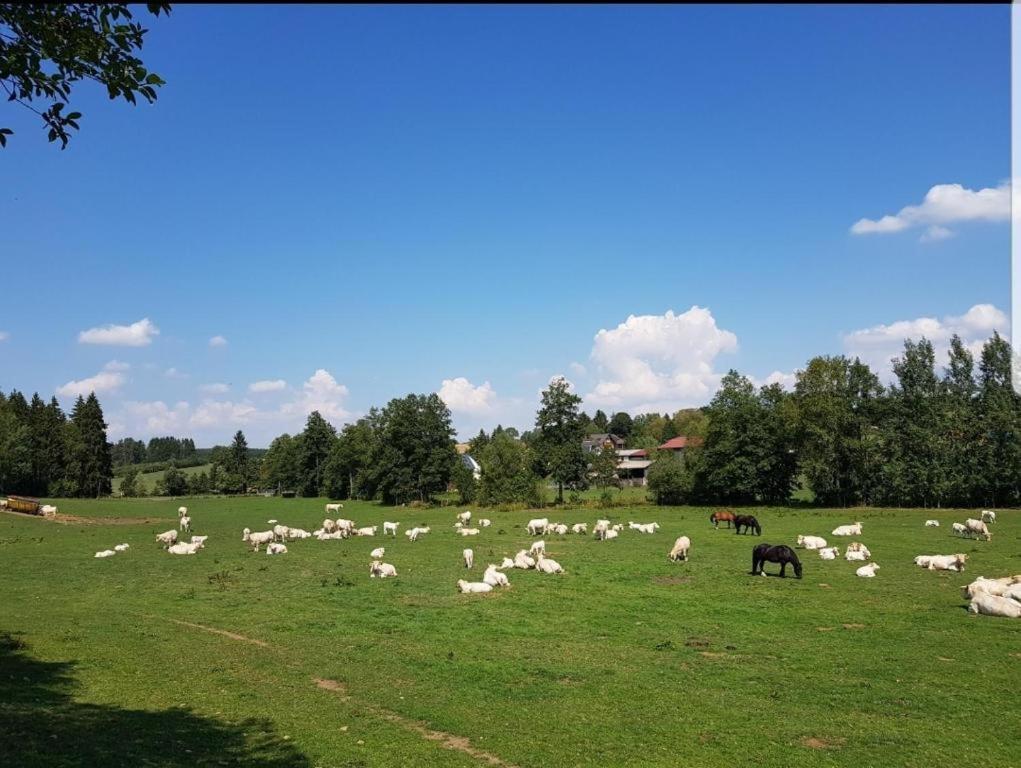 Landgasthof Gruener Baum Regnitzlosau Eksteriør bilde